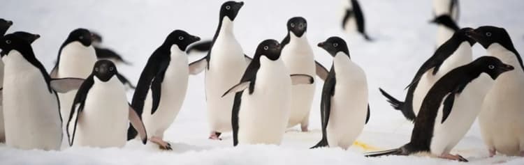 In Shackleton's Footsteps - Douglas Mawson