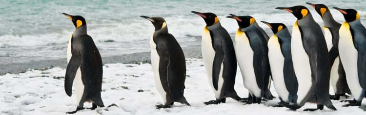 Falklands, South Georgia and Antarctica - M/V Ocean Albatros